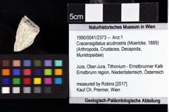 Foto (Objket + Etiketten) von Cracensigillatus acutirostris (Moericke, 1889) 